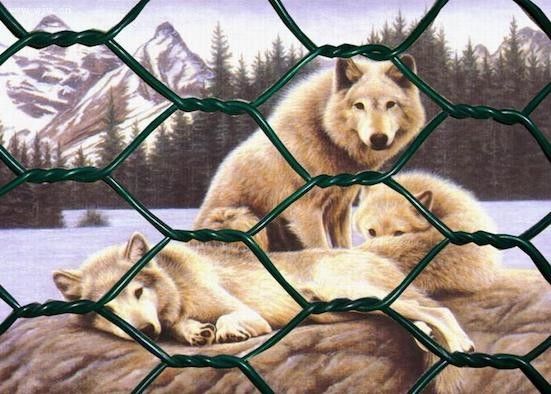 Low Carbon Steel 0.3mm Powder Coated Welded Wire Mesh 4mm Gabion Hex Wire Netting
